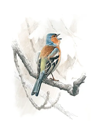 Птицы: Крылатые чудеса природы - фото 5