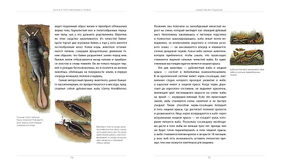 После человека. Зоология будущего - фото 4