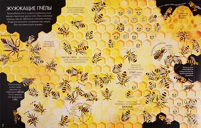 Жуки и бабочки. Более 80 секретных створок - фото 3