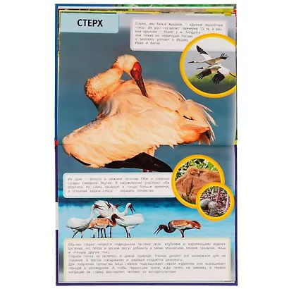 Птицы Красной книги - фото 3