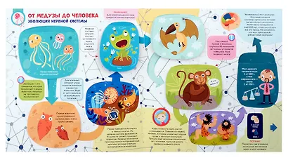 Мозг. Компьютер в моей голове. Книжка-панорамка - фото 5