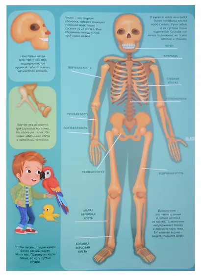 Первый атлас для детей. Тело человека - фото 5