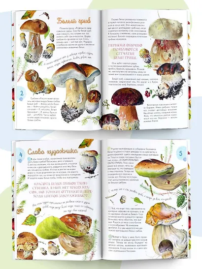 Грибы в лесу - фото 4