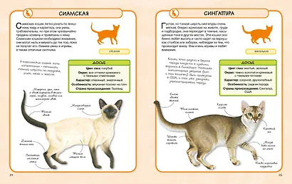 Кошки - фото 4