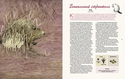 Наши соседи по планете. Рассказы о диких животных - фото 3