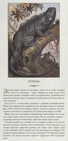 Животный мир Северной Америки. Обычные, но ни на кого не похожие - фото 4