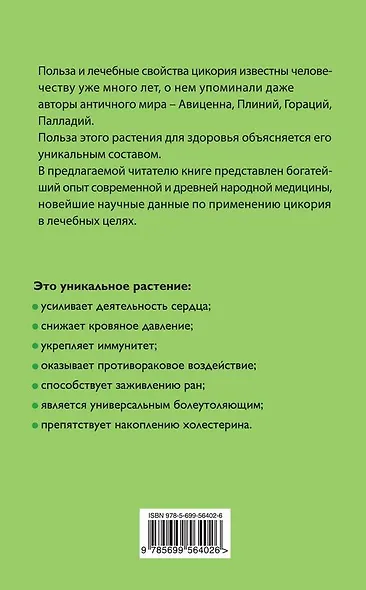 Целебный цикорий - фото 2