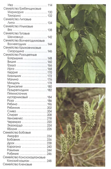 Деревья и кустарники парков средней полосы России. Атлас-определитель - фото 3