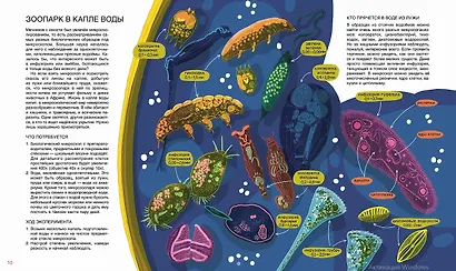 Мир биолога Мечникова : Как разглядеть в микроскоп целый мир - фото 4
