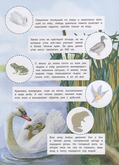 Животные России. Познавательные наклейки - фото 4