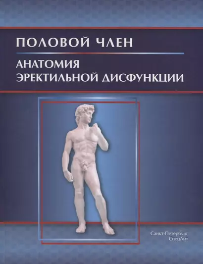 Половой член.Анатомия эректильной дисфункции - фото 1