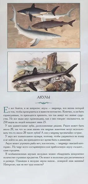 Животные нашей планеты «Обитатели водоемов. Рассказы тех, кто молчит» - фото 4