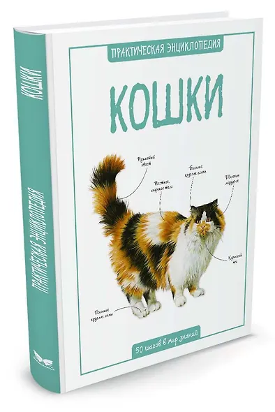 Кошки - фото 2