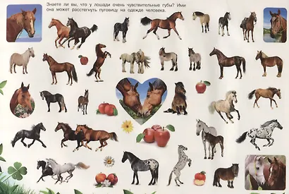 Домашние животные - фото 3