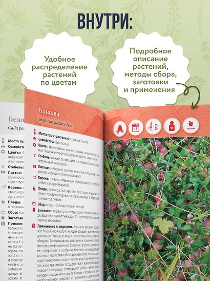 Лечебные травы. Иллюстрированный справочник-определитель - фото 5