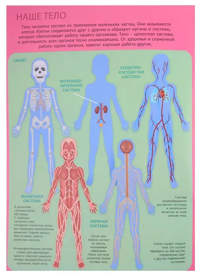 Первый атлас для детей. Тело человека - фото 2