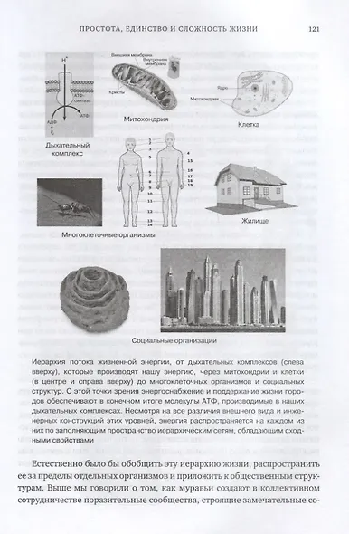 Масштаб. Универсальные законы роста, инноваций, устойчивости и темпов жизни организмов, городов, экономических систем и компаний - фото 8