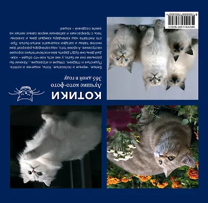 Котики. Лучшие кото-фото. 365 дней в году - фото 2