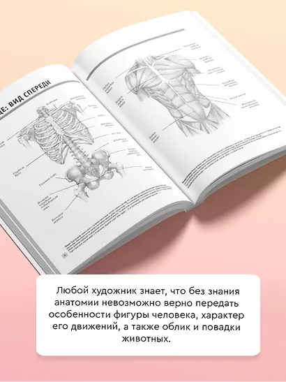 Анатомия для художников - фото 4
