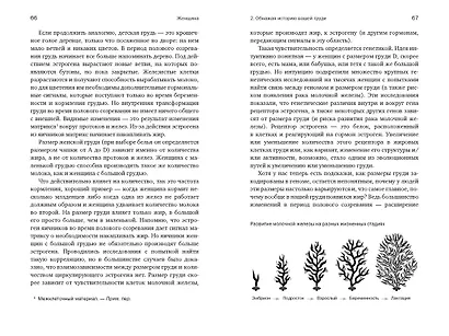 Женщина: эволюционный взгляд на то, как и почему появилась женская форма - фото 9