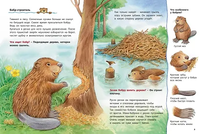 Бобры и другие речные жители. Познавательные истории - фото 2
