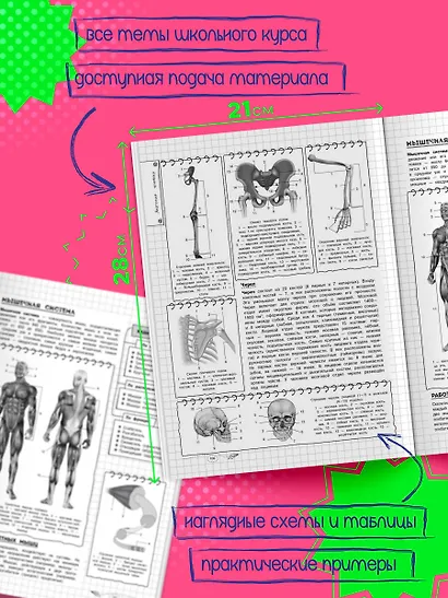 Биология. 5-11 классы. Справочник в наглядных конспектах - фото 5