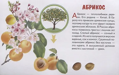 Фрукты. Обучающие карточки - фото 2