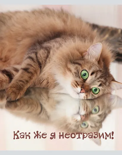 Тетрадь общая «Кото - терапия», 48 листов в линейку, А5, в ассортименте - Listoff - фото 5