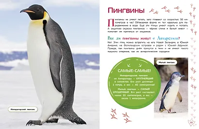 Птицы - фото 5