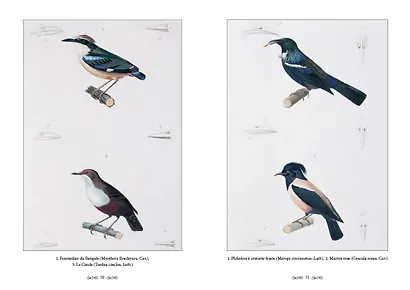 Царство животных. Позвоночные. Птицы - фото 3