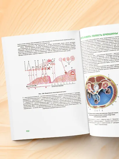 Анатомия человека: 2 издание - фото 10
