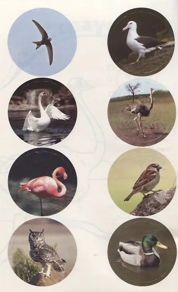 Самые известные птицы. Раскраска + большие наклейки внутри - фото 4