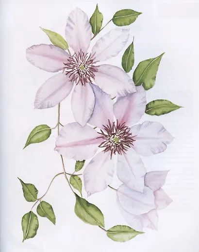 Ни дня без акварели. Цветы: Пошаговое руководство по рисованию соцветий, листьев и стеблей - фото 4