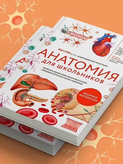 Анатомия для школьников. Пособие для учеников химико-биологических классов и абитуриентов естественно-научных направлений - фото 12