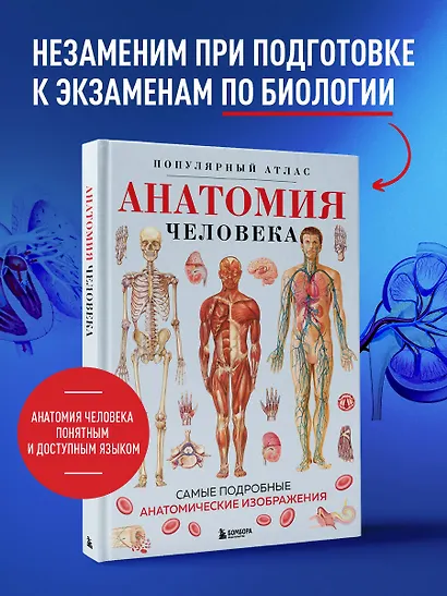 Анатомия человека. Популярный атлас. Самые подробные анатомические изображения - фото 7