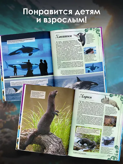 Большая книга о подводном мире. 1001 фотография - фото 5