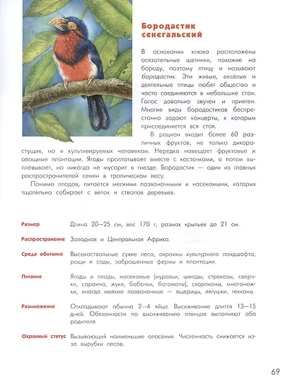Азбука диковинных птиц. Для взрослых и детей - фото 4