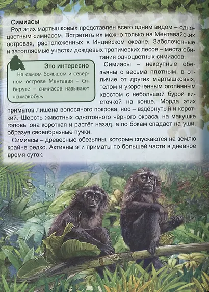 ЭНЦИКЛОПЕДИЯ. ХОЧУ ЗНАТЬ. ОБЕЗЬЯНЫ - фото 5
