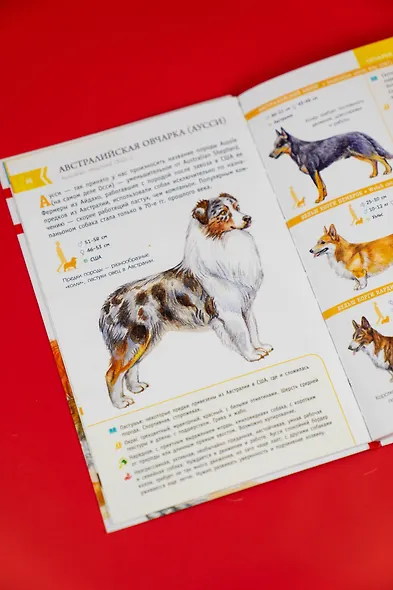 Породы собак. Определитель - фото 12