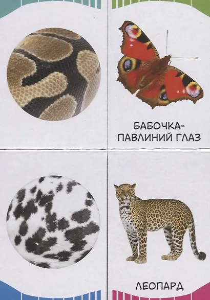 Часть и целое. Пятнышки-полоски - фото 2