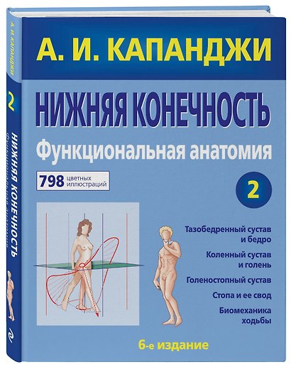 Нижняя конечность : Функциональная анатомия - фото 3