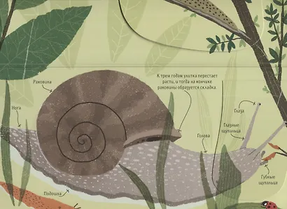 Животные снаружи и внутри - фото 3