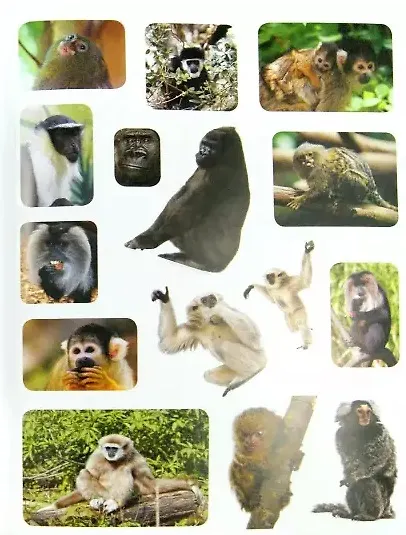 Проворные малыши.Обезьянки. Наклейки. Интересные факты. Карта зоопарка - фото 3