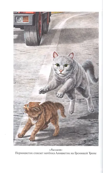 Коты-воители. Золотая коллекция. Рассвет. Звездный свет. - фото 12