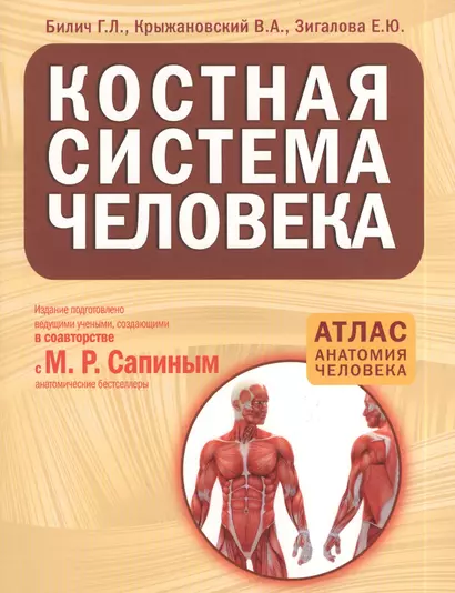 Костная система человека - фото 1