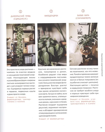 Окей, джунгли! Счастливая жизнь с растениями - фото 7