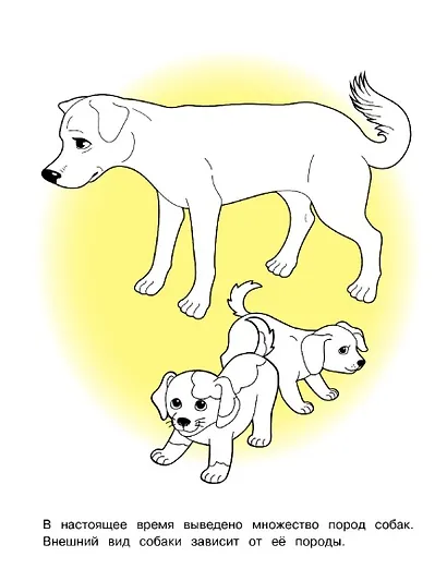 Домашние животные. Окружающий мир. Раскраска - фото 5