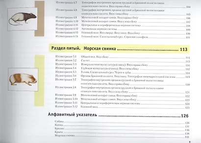 Атлас анатомии мелких домашних животных - фото 5