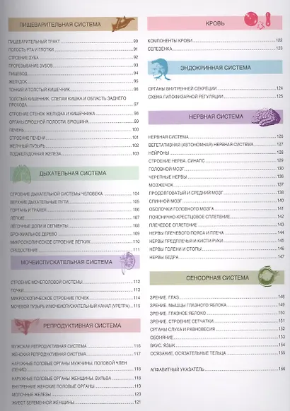 Большой иллюстрированный атлас анатомии человека - фото 3