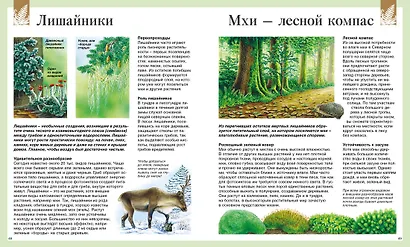 Детская энциклопедия про всё на свете - фото 13